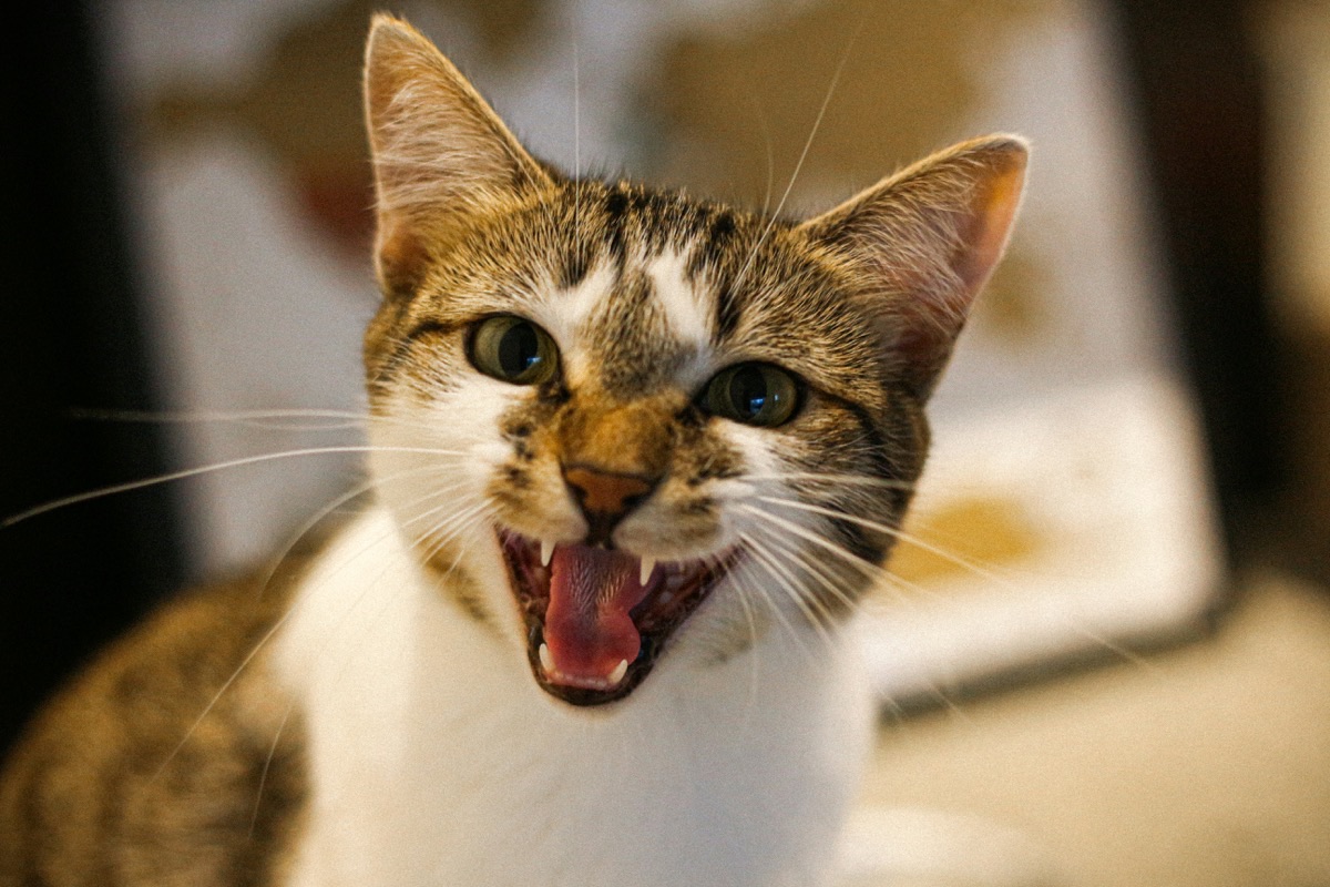 遊んでいる愛猫