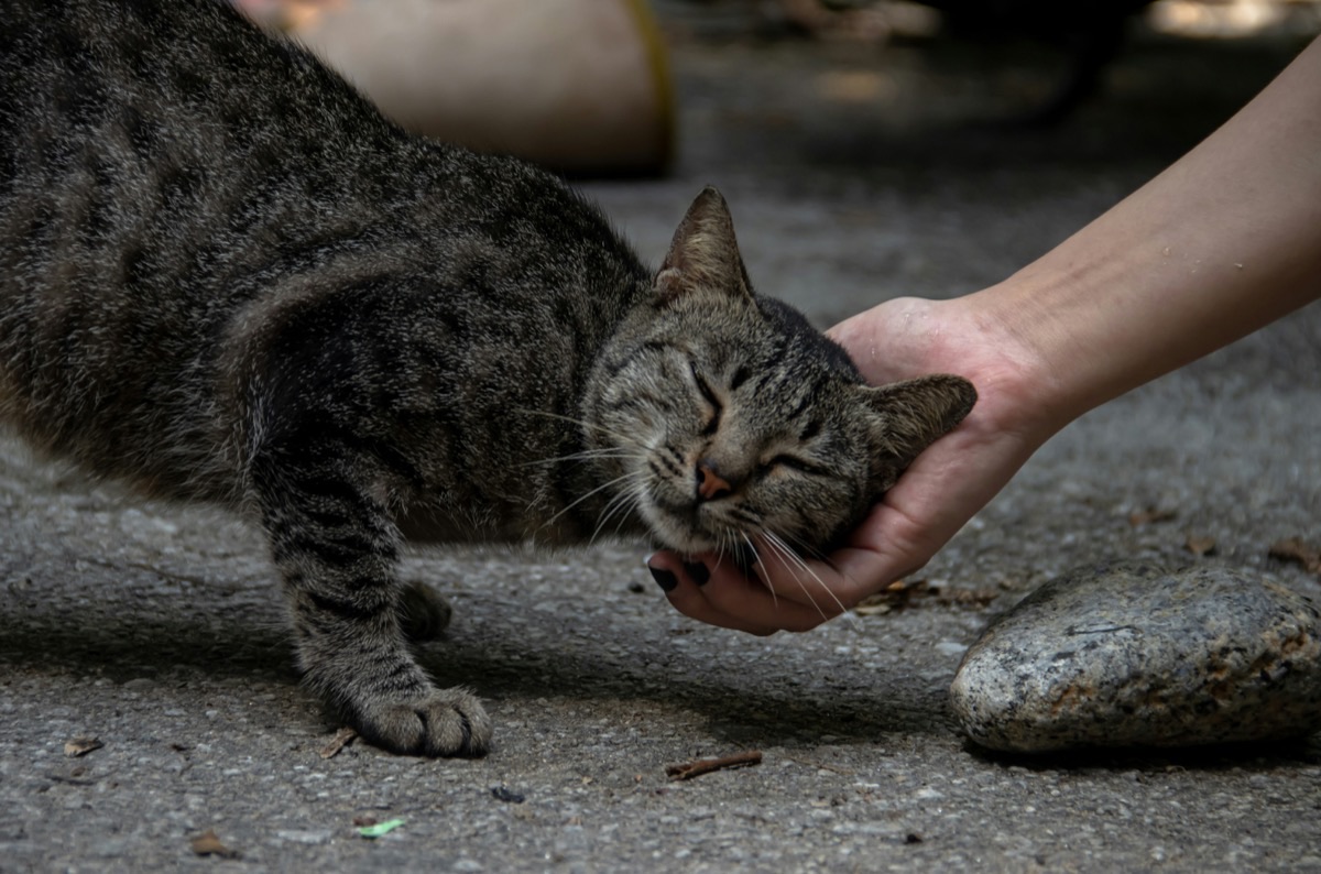 こちらを見つめる愛猫