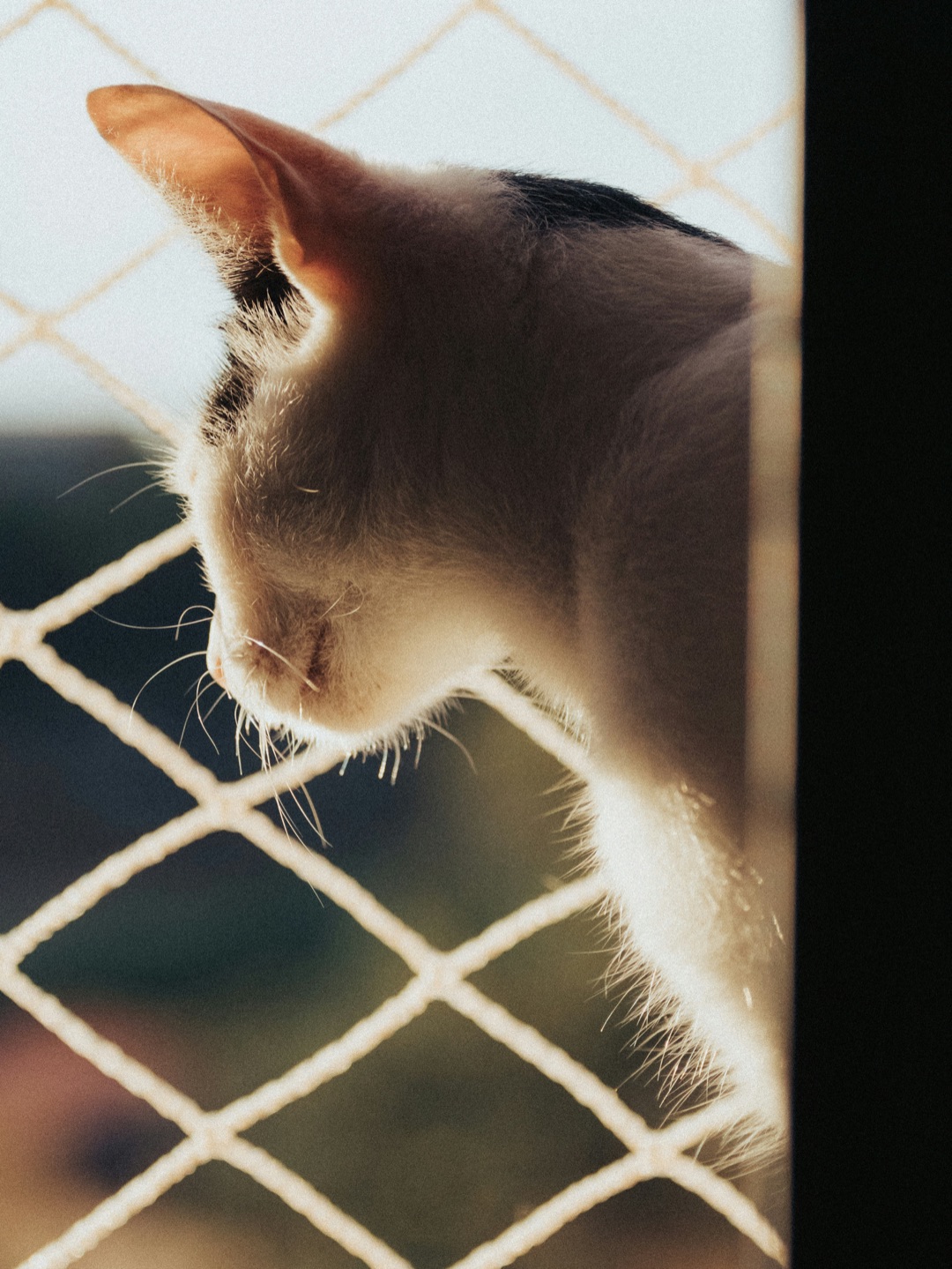 玄関付近でくつろぐ愛猫のイメージ