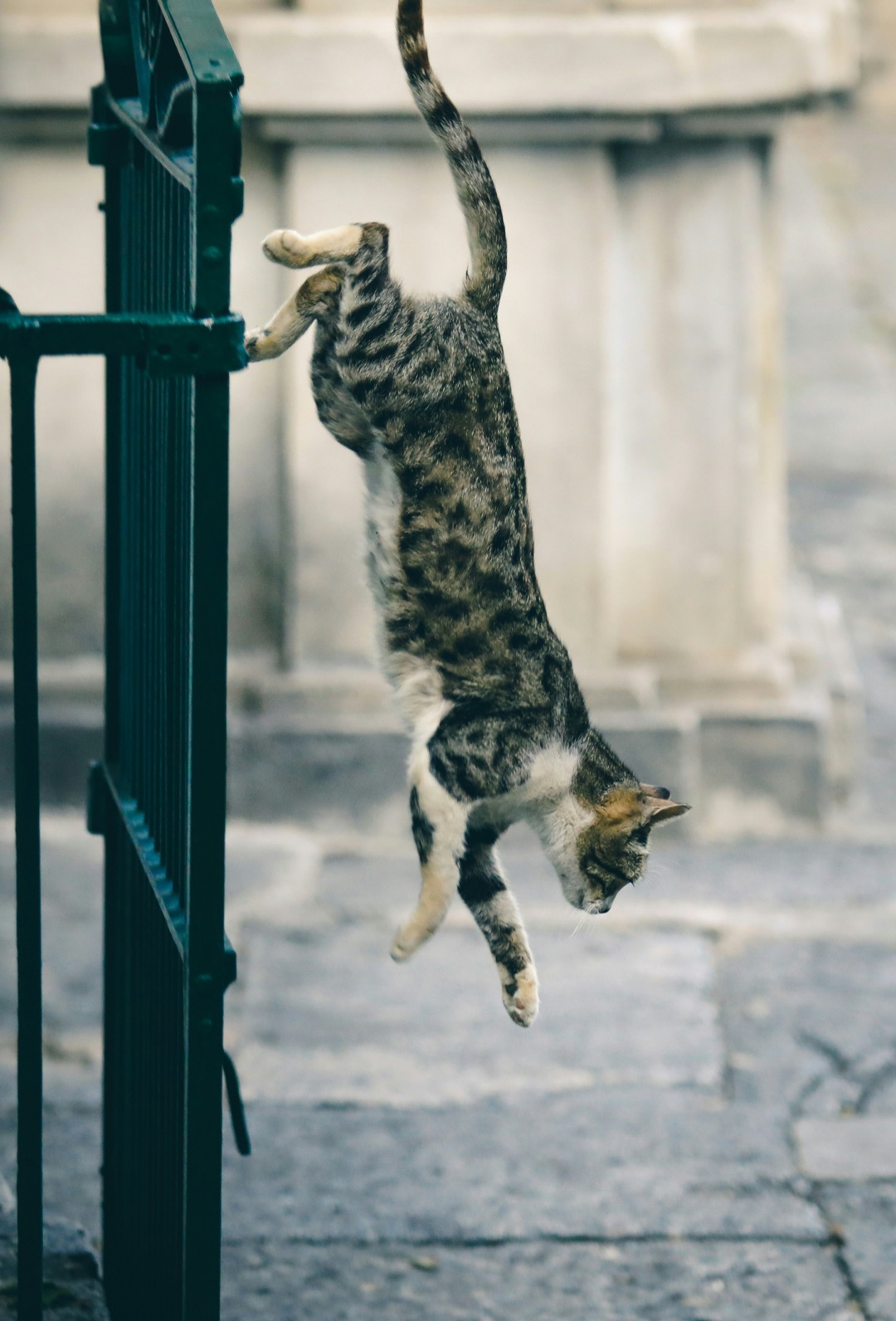 玄関の方を見つめる愛猫