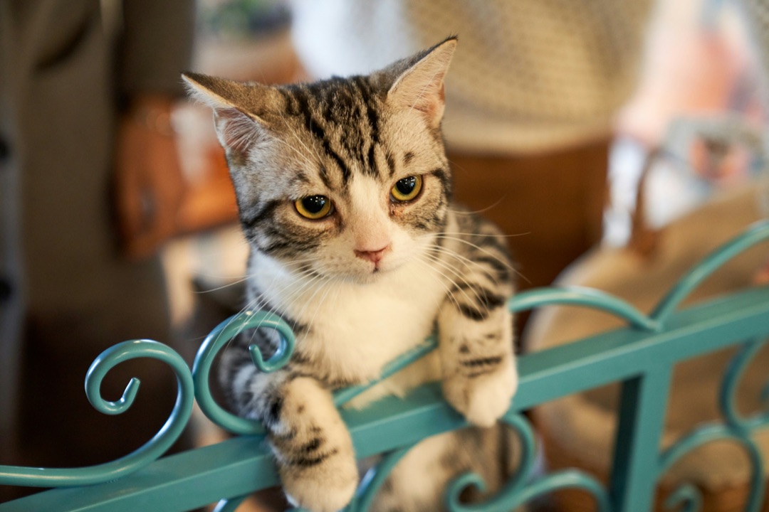 室内で安心してくつろぐ愛猫