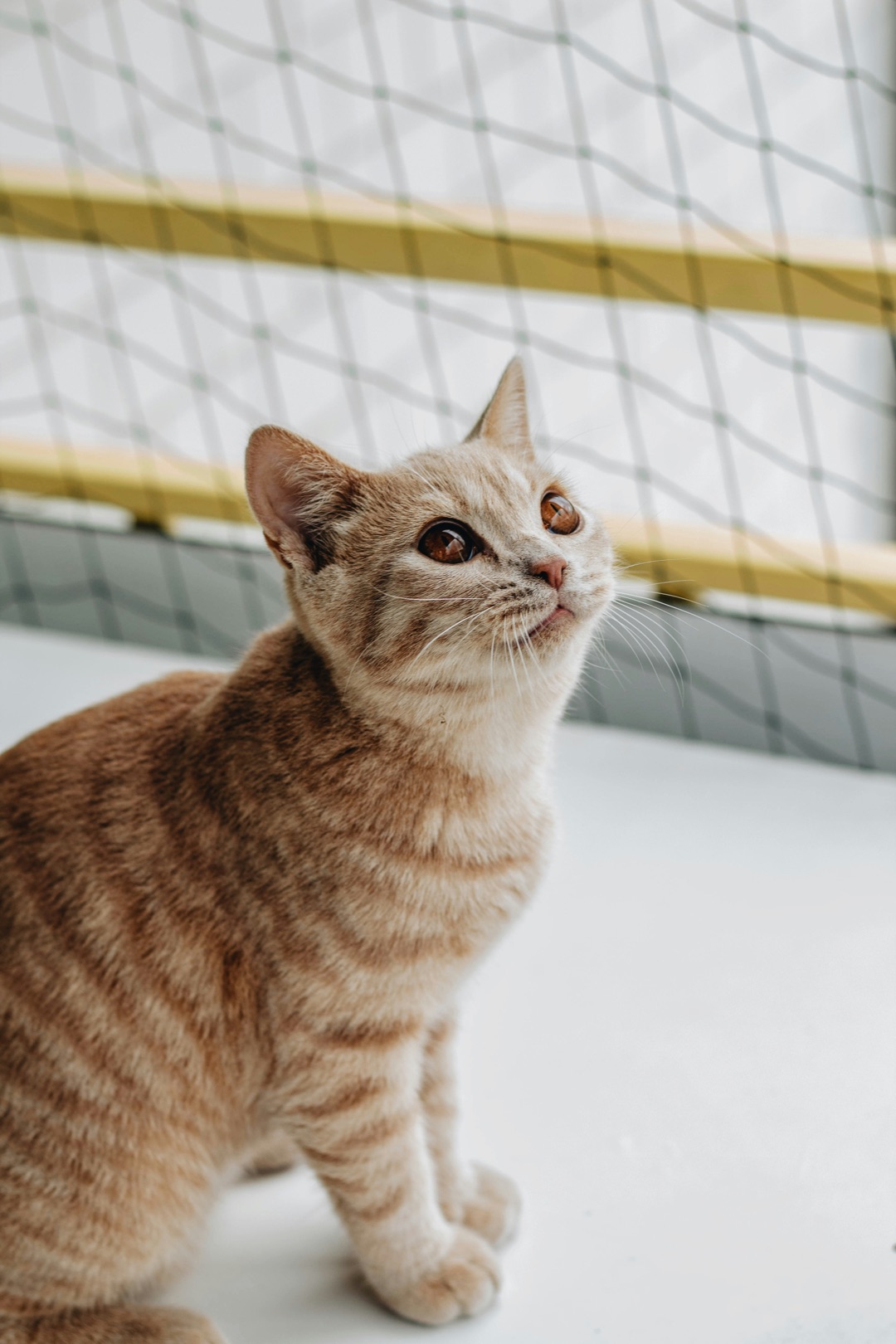 室内でリラックスする愛猫