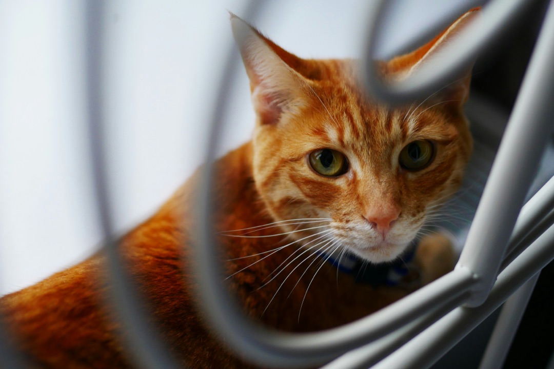 飼い主さんのそばでくつろぐ愛猫