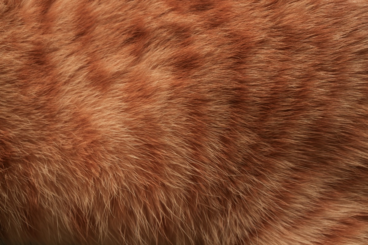 こちらを見つめる愛猫