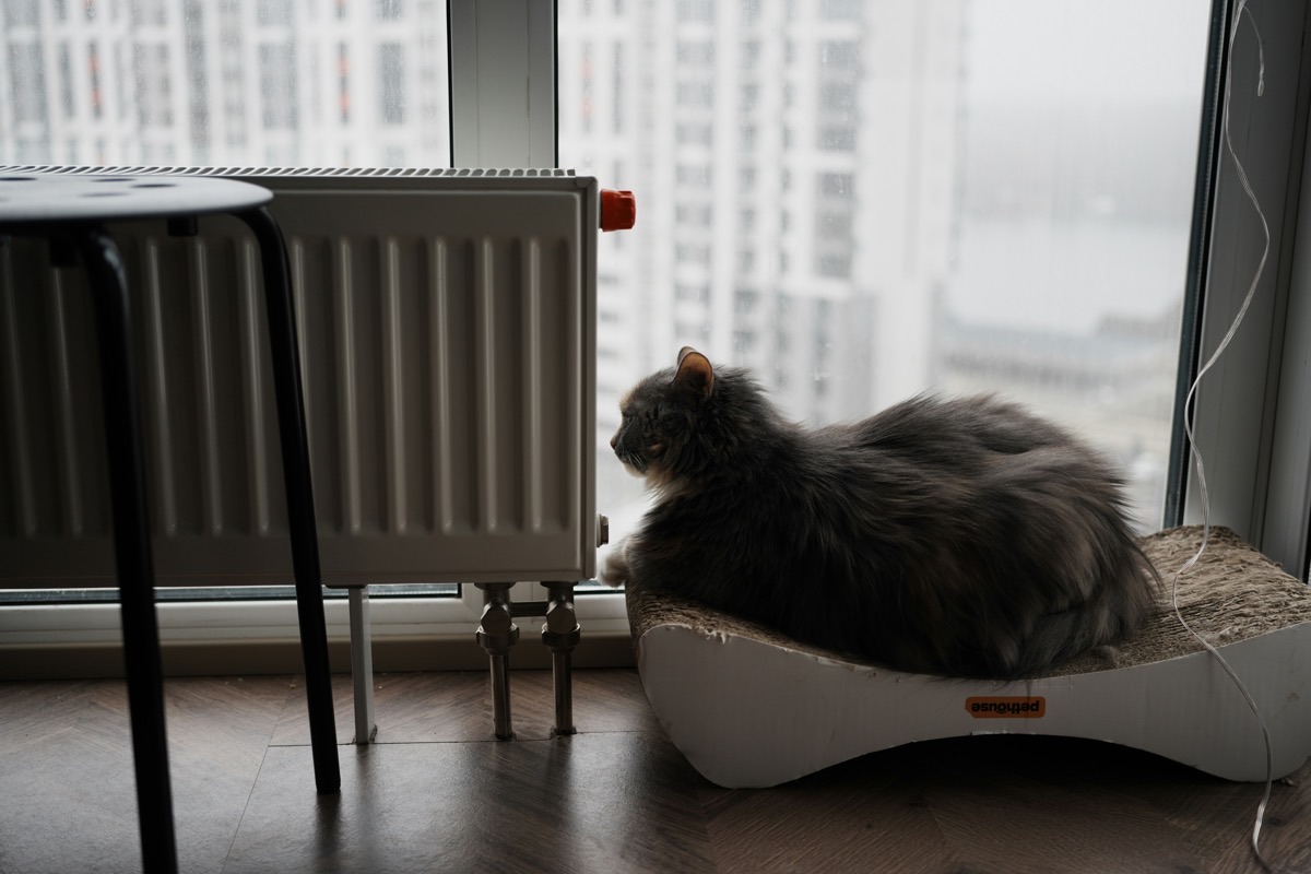 窓辺でくつろぐ愛猫
