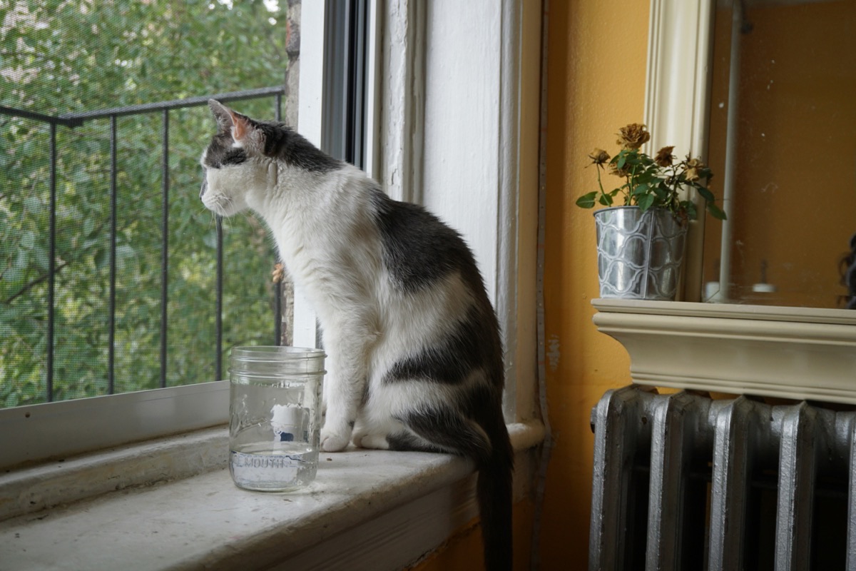水を飲む愛猫