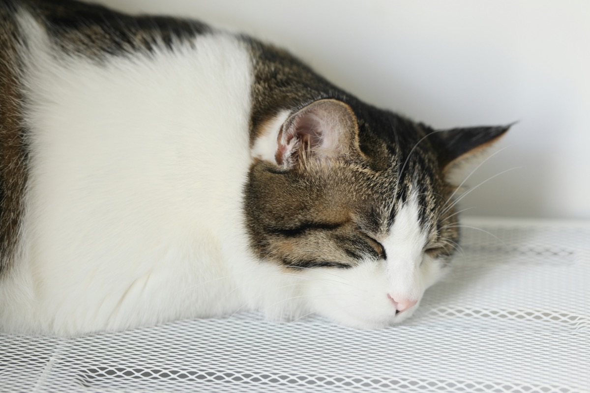 飼い主のそばでくつろぐ愛猫