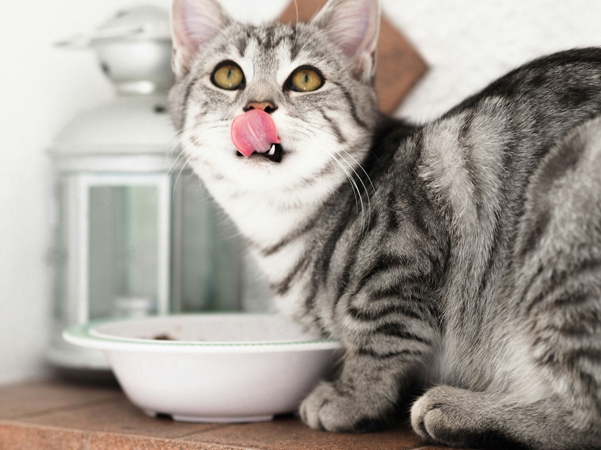 リラックスする愛猫