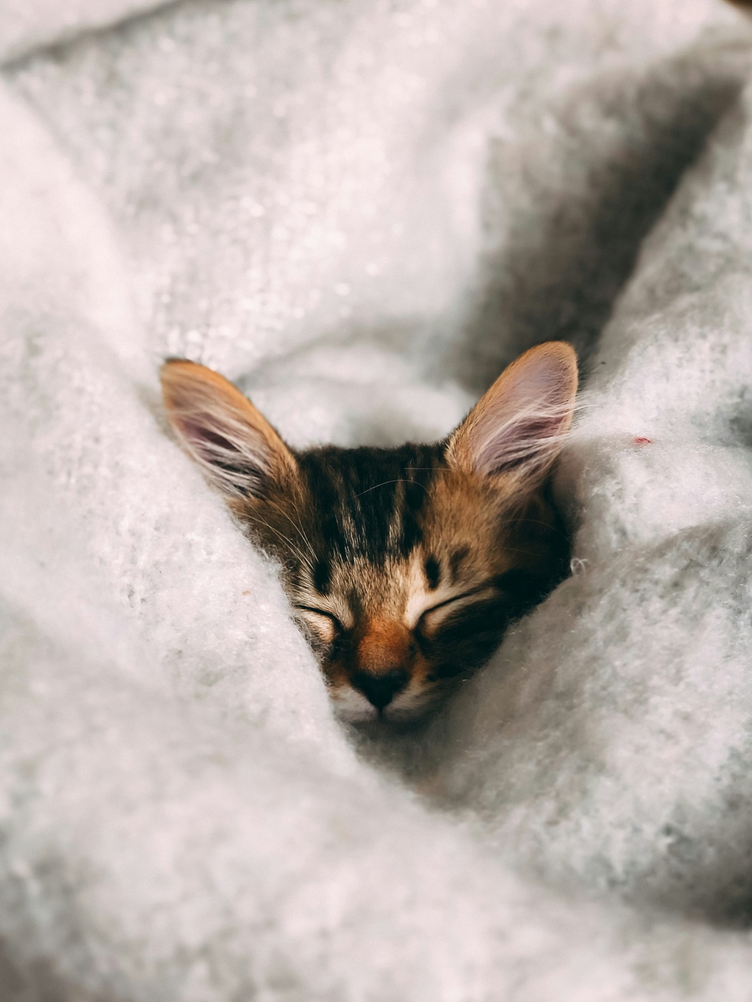 リラックスする愛猫