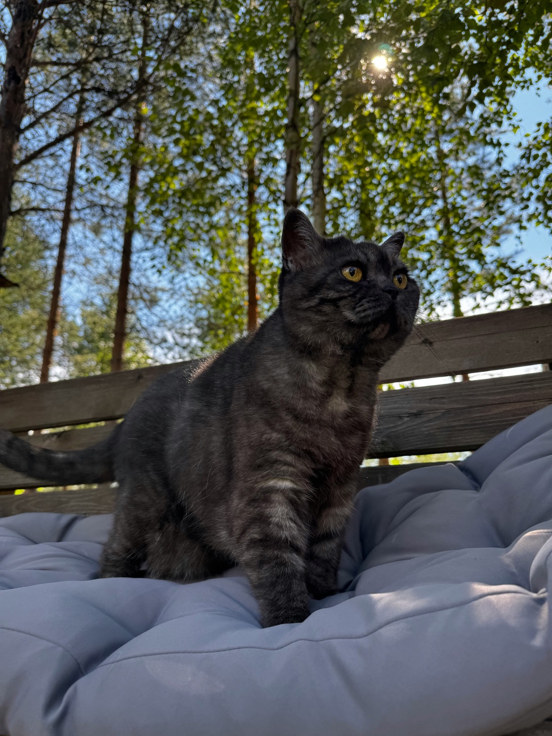 毛布の上の愛猫