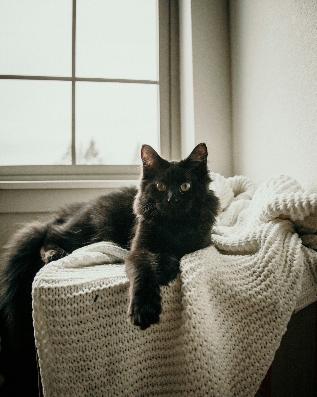 くつろぐ愛猫のイメージ