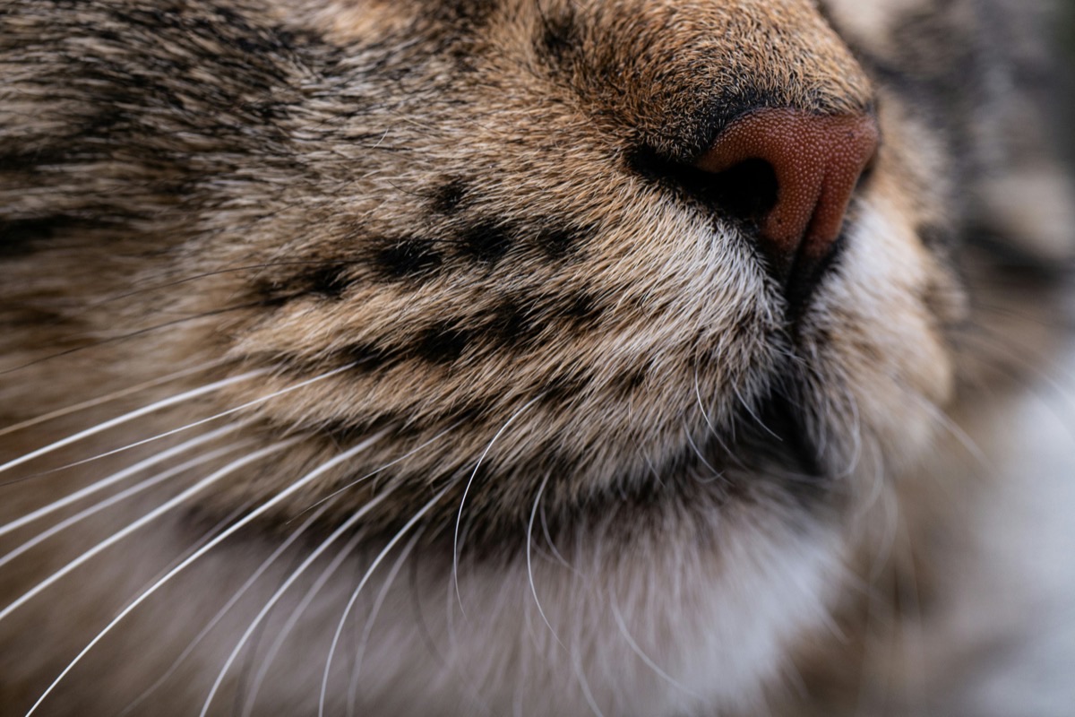 穏やかな表情の愛猫