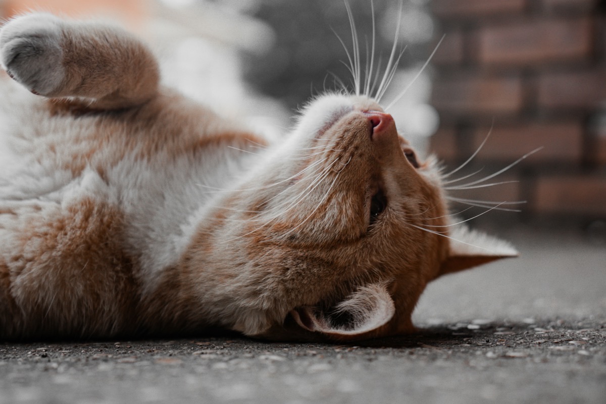 飼い主に甘える愛猫