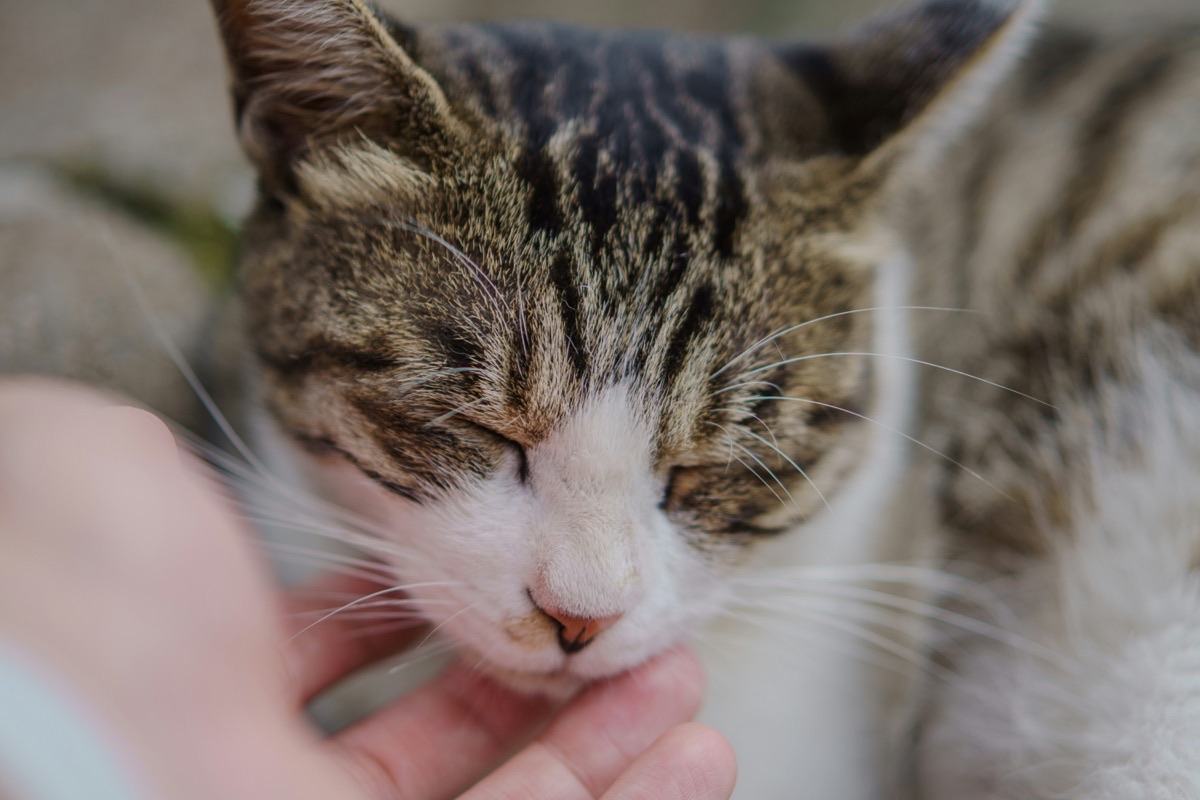飼い主と過ごす愛猫