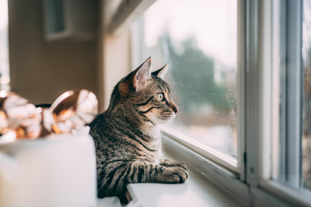 窓の外を見つめる愛猫