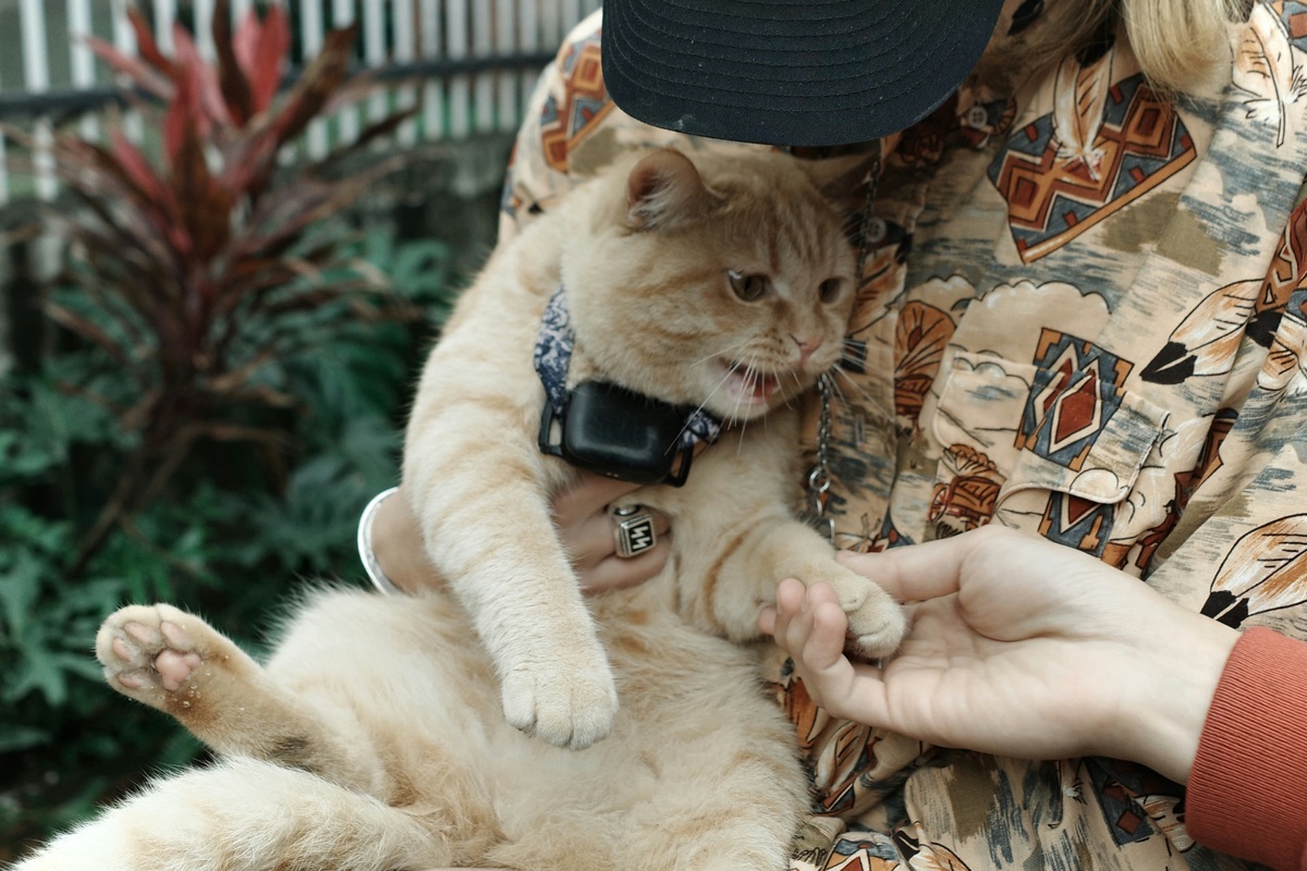 首輪をつけた愛猫