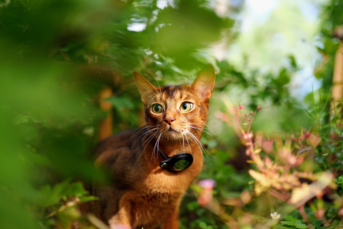 愛猫用GPS首輪のイメージ