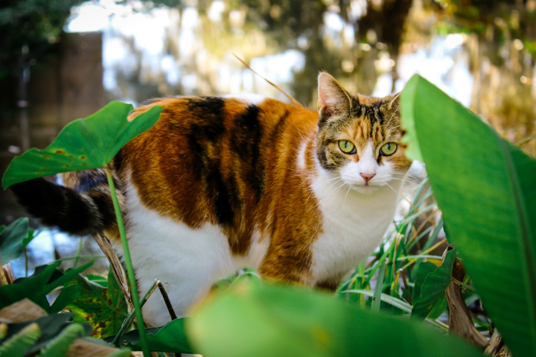 窓の外を見つめる愛猫