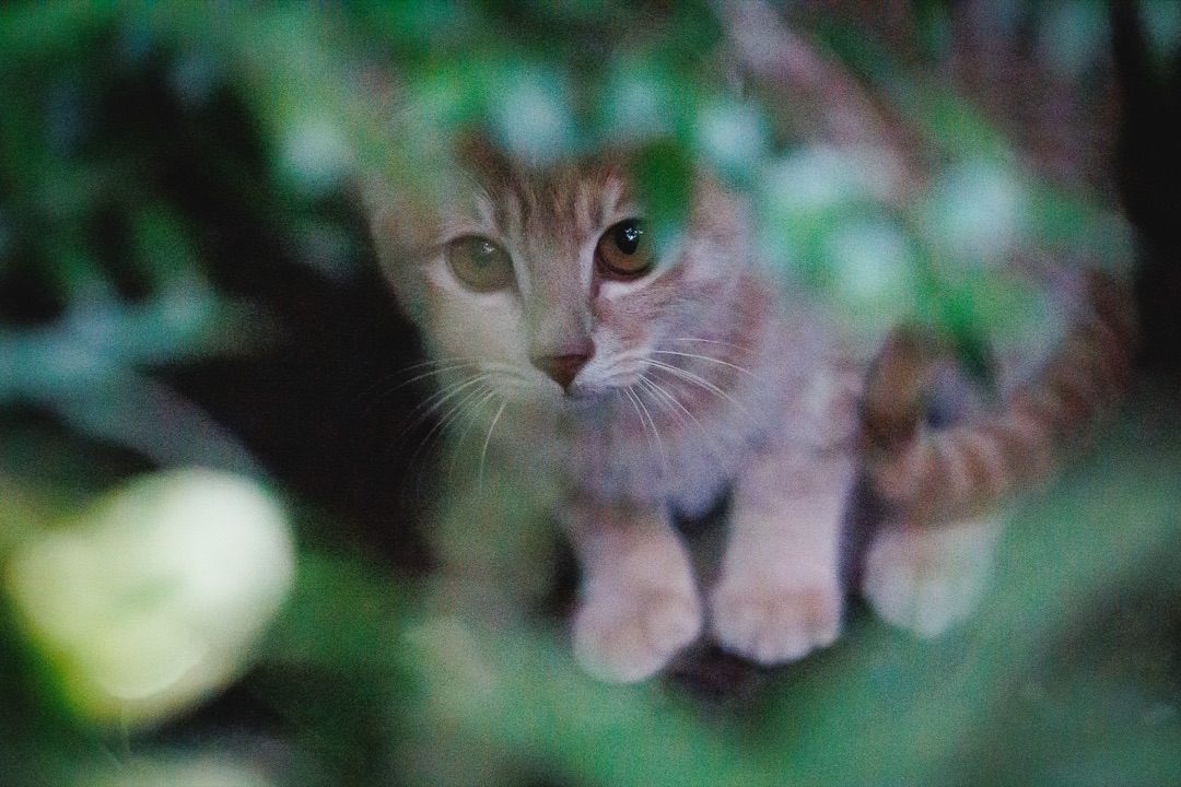 外の世界を見つめる愛猫