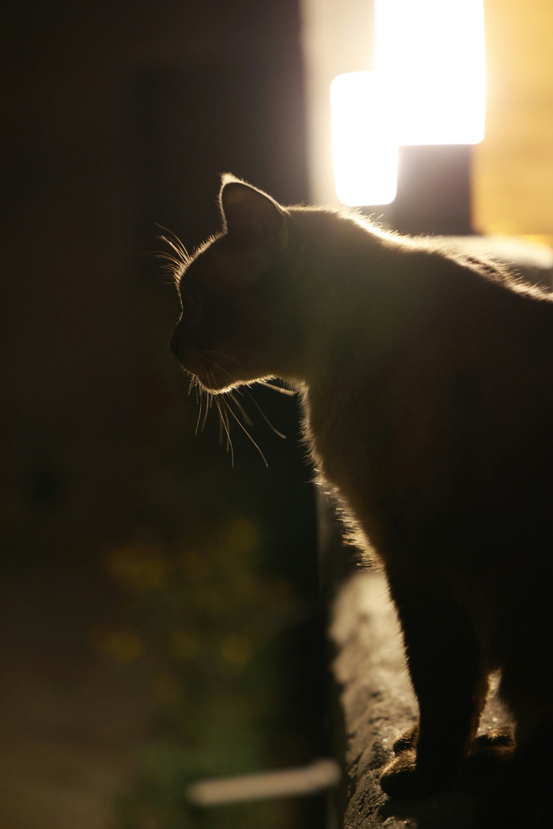 自宅周辺で愛猫を探すイメージ