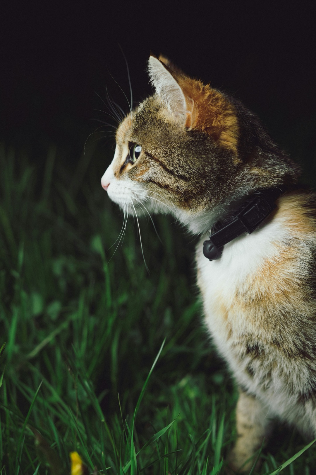 首輪をつけた愛猫