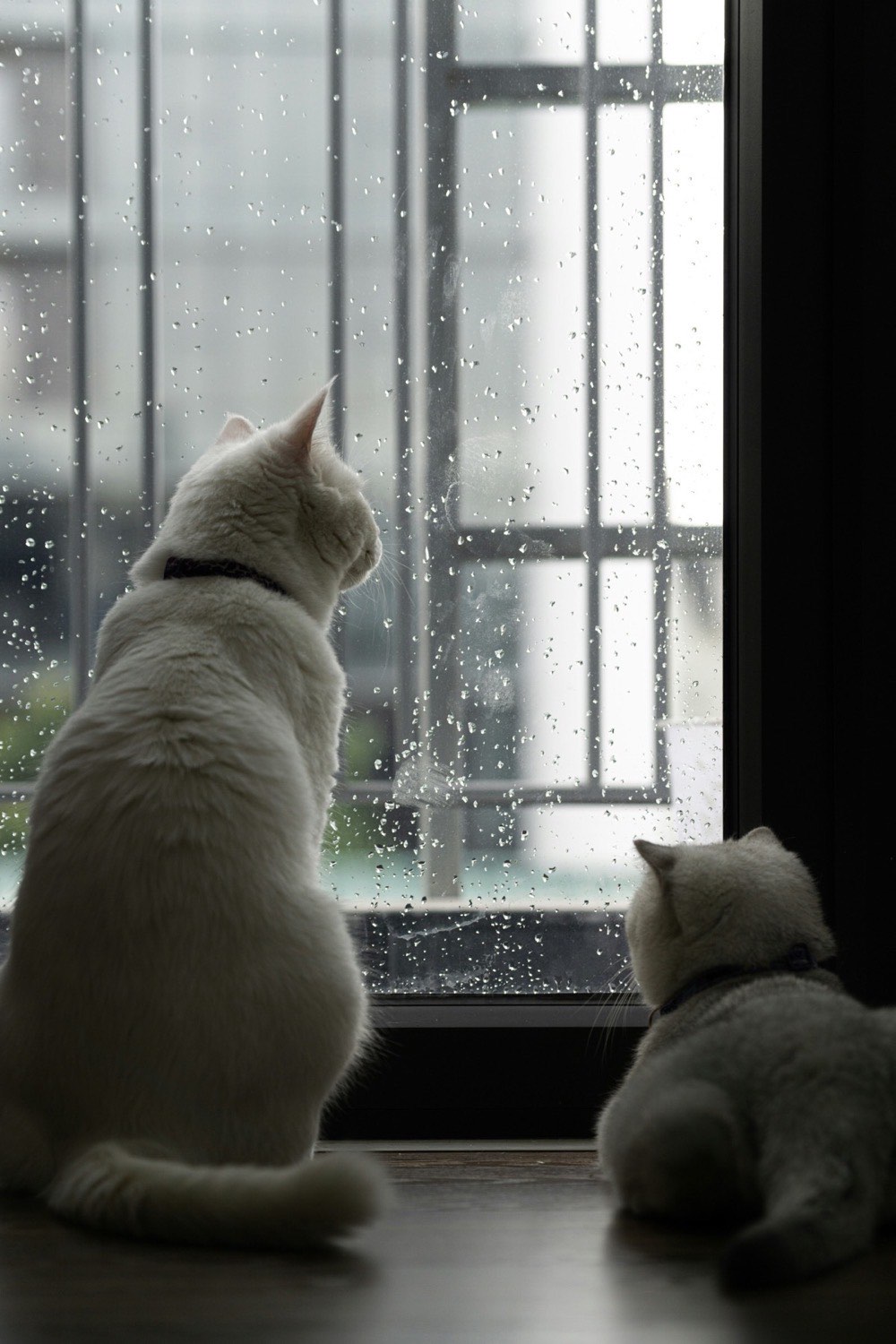 雨の日に窓の外を見つめる愛猫たち
