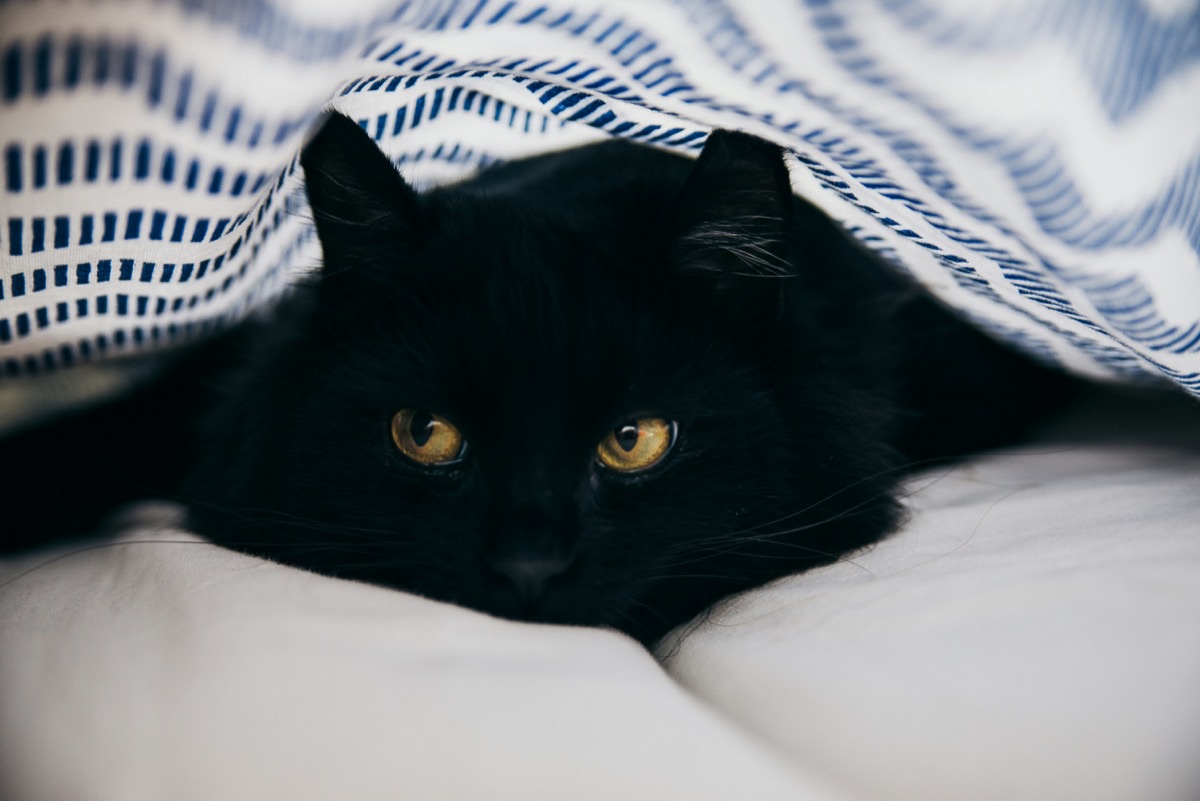布団の中に隠れて安心する愛猫