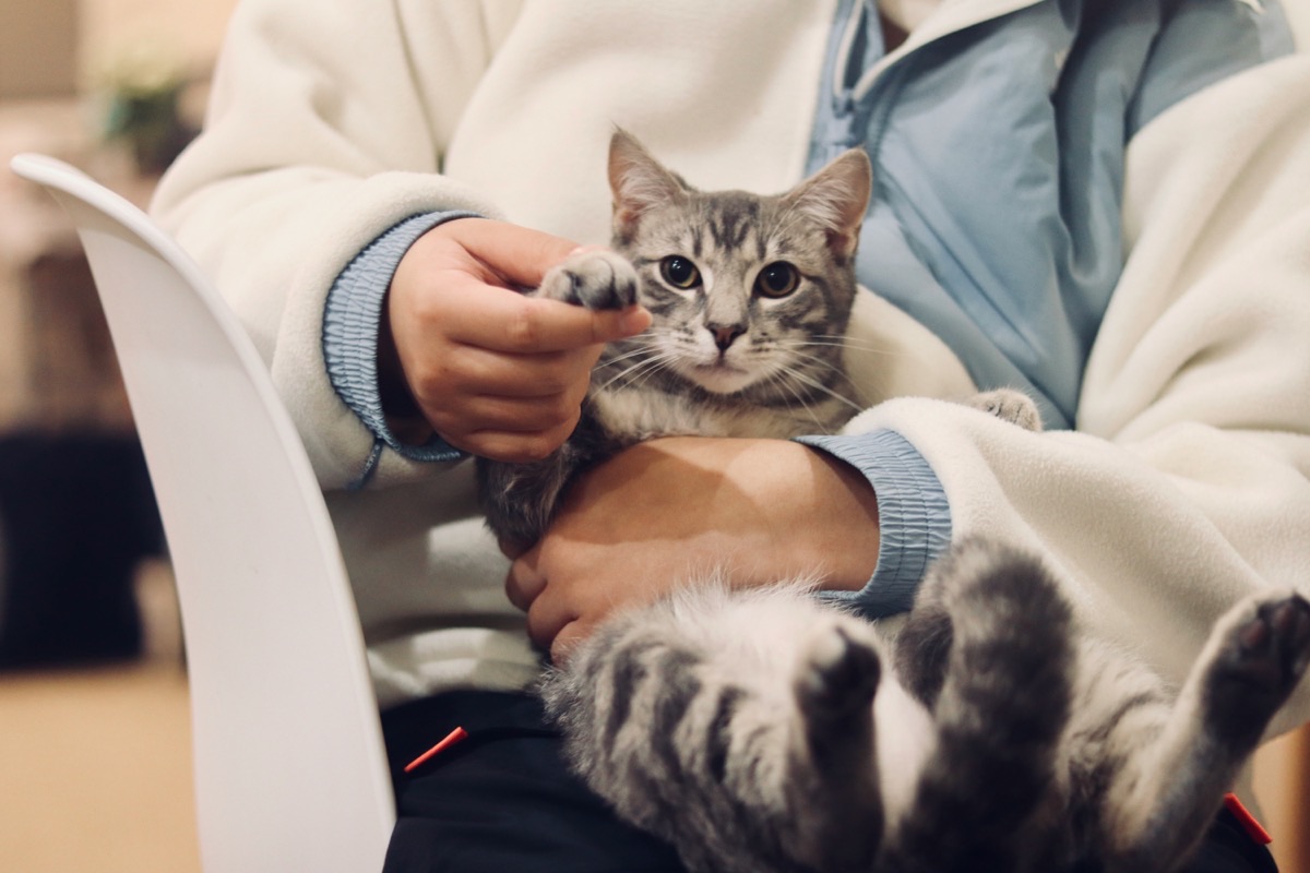 飼い主に抱かれて安心する愛猫