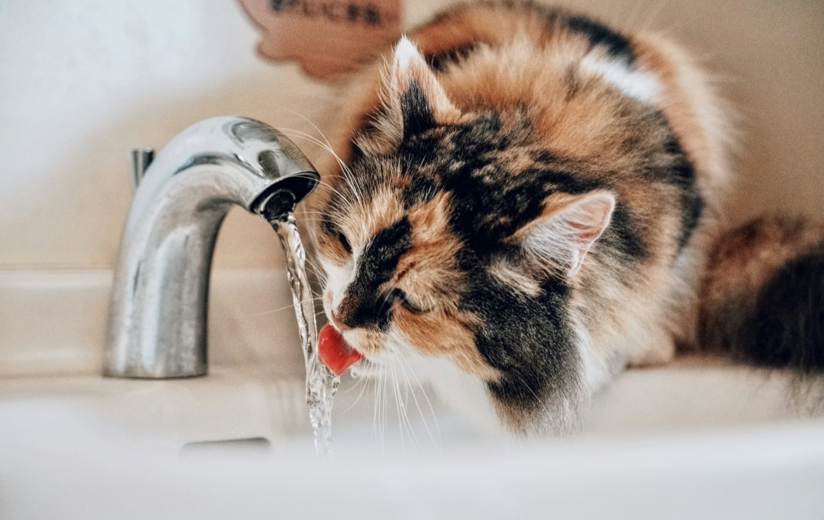 水の近くでくつろぐ愛猫のイメージ