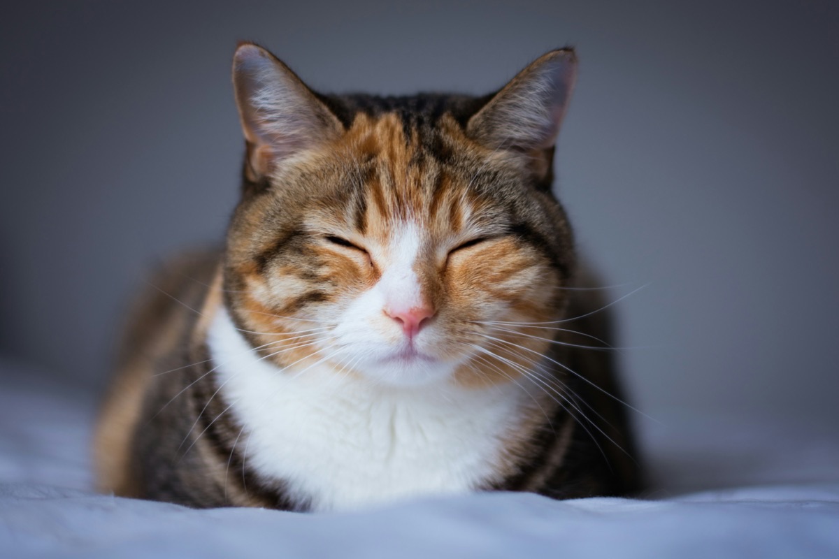 くつろぐ愛猫のイメージ