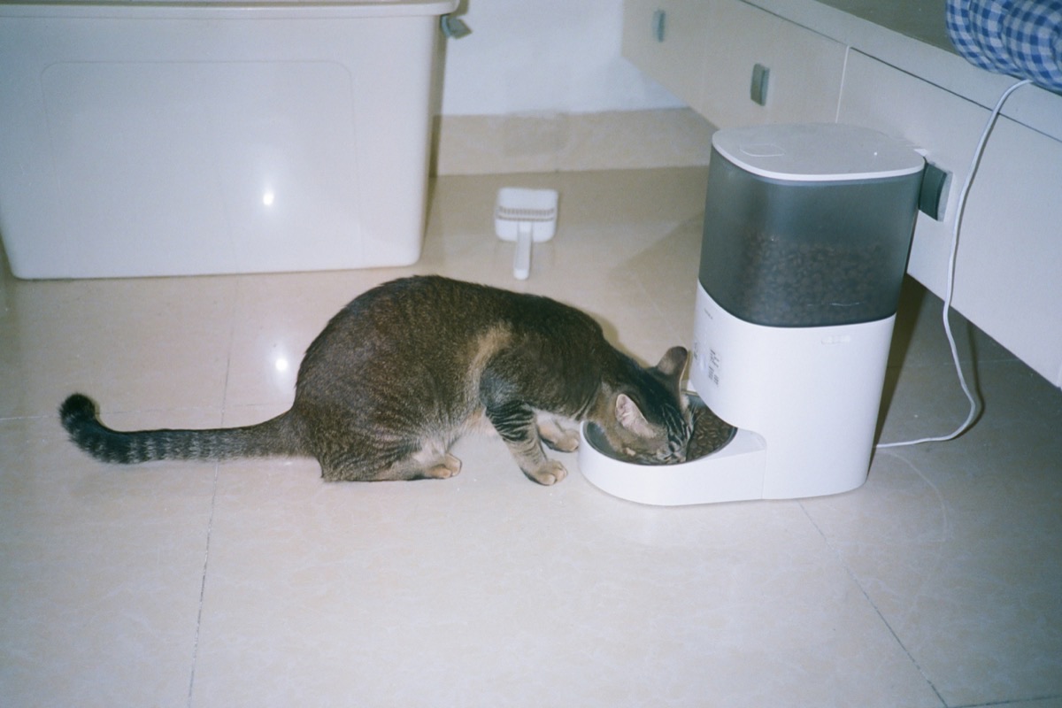 水を飲む愛猫のイメージ