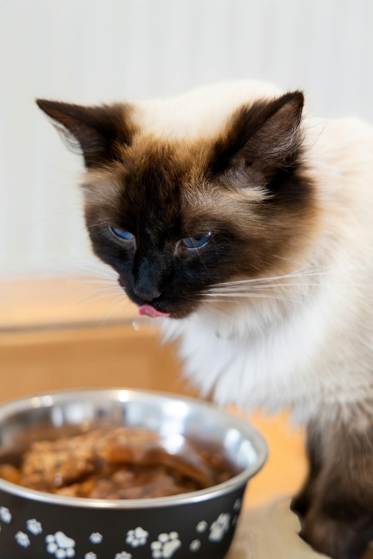 フードを食べる愛猫のイメージ