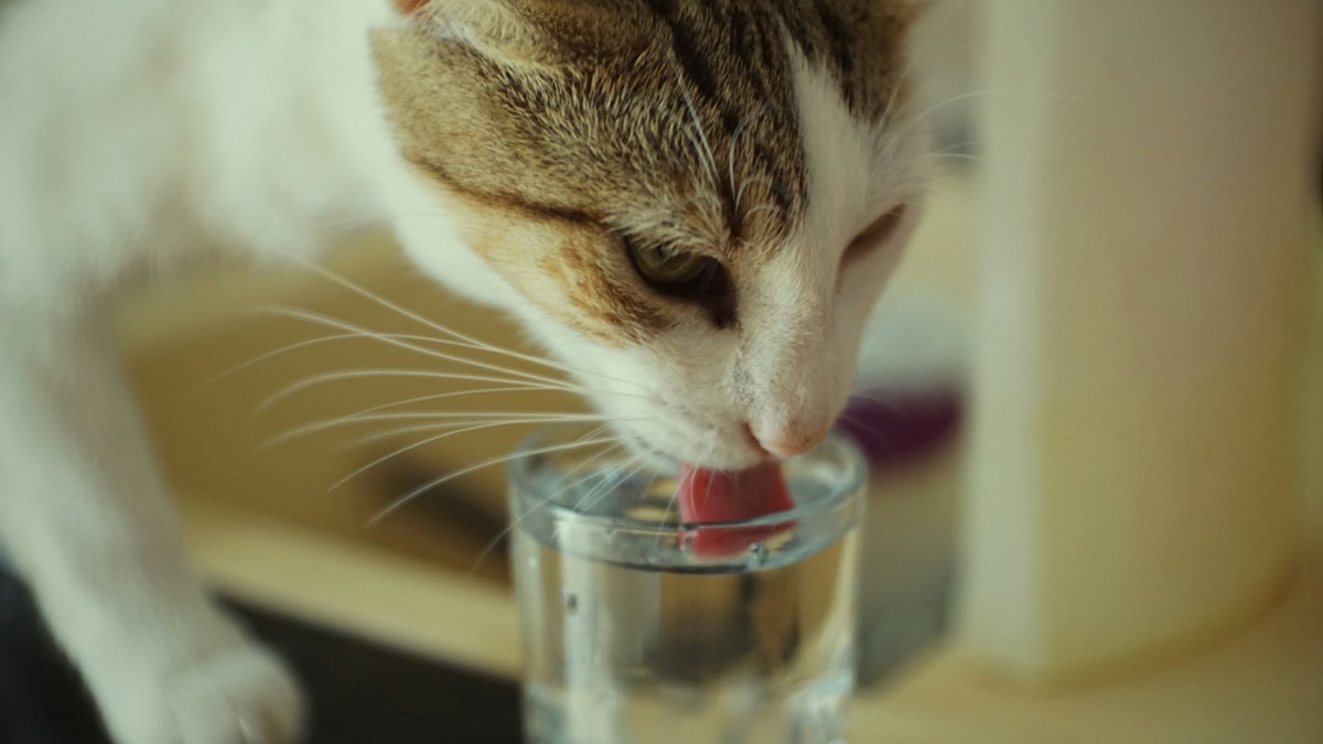 リラックスする愛猫のイメージ