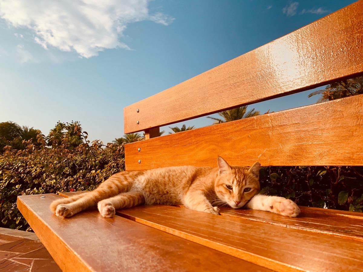 ベンチの上で暑さにだらける愛猫