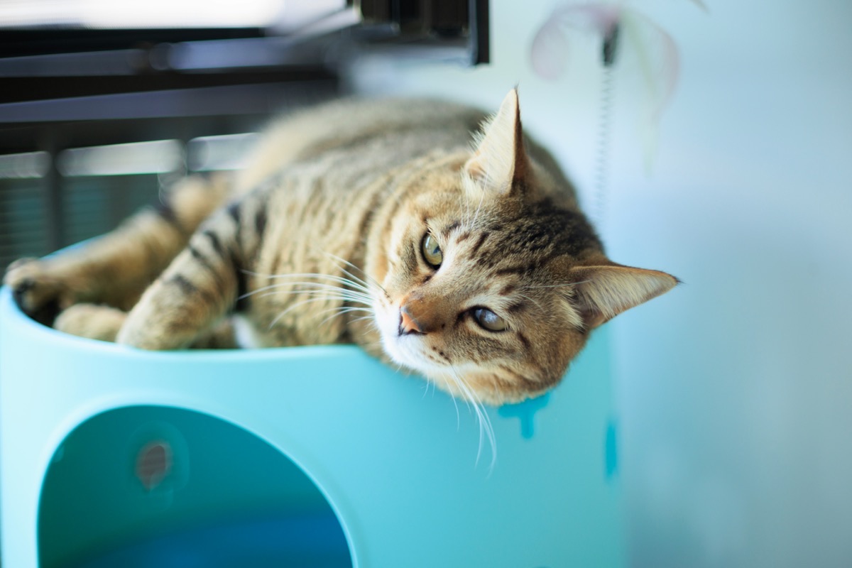 キャットハウスの上でぐったり横たわる愛猫