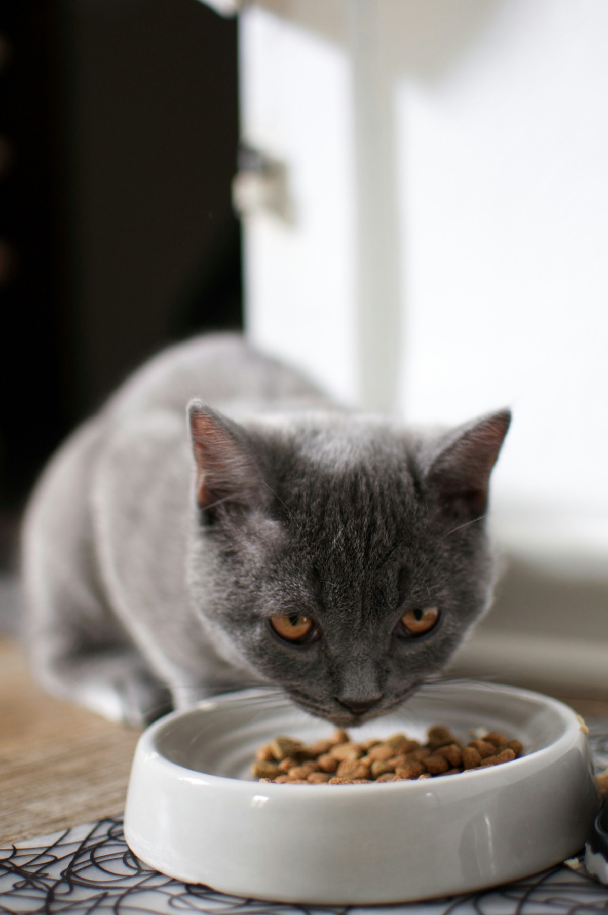フードボウルからご飯を食べる愛猫