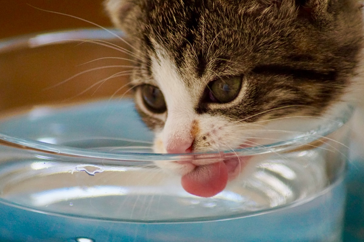 グラスから水を飲む愛猫
