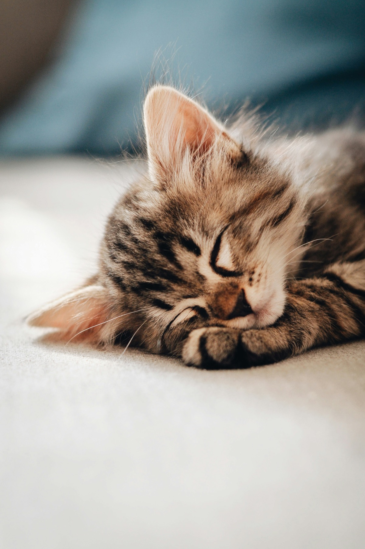 気持ちよさそうに眠る愛猫のイメージ