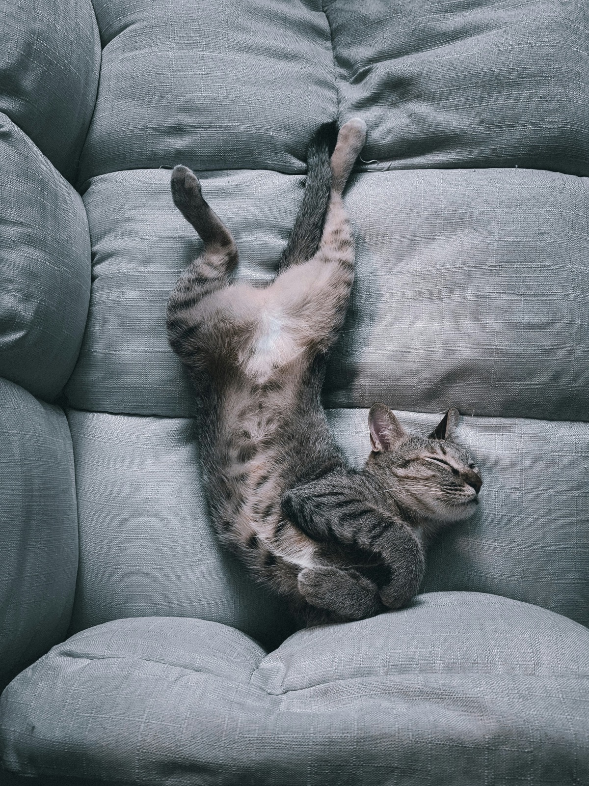 安心してくつろぐ愛猫のイメージ