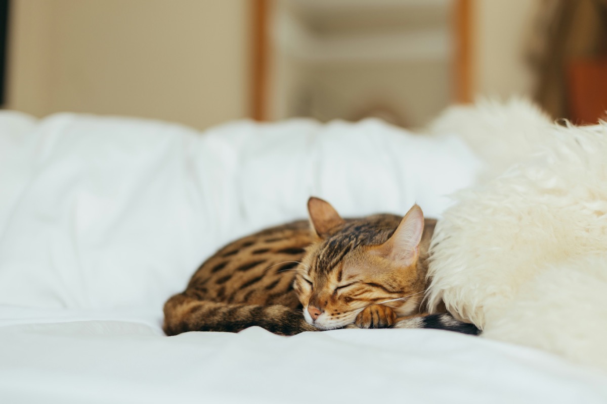 香箱座りをする愛猫のイメージ