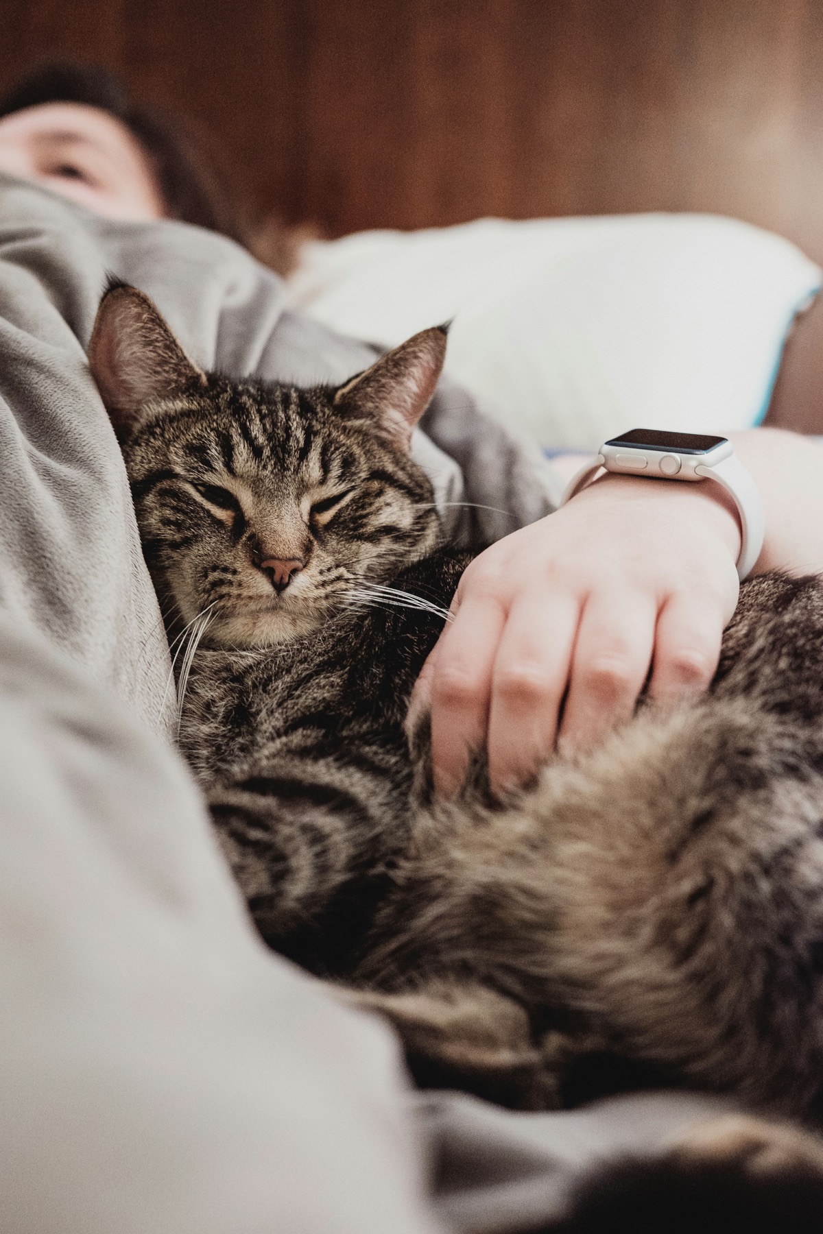 くつろいで眠る愛猫のイメージ
