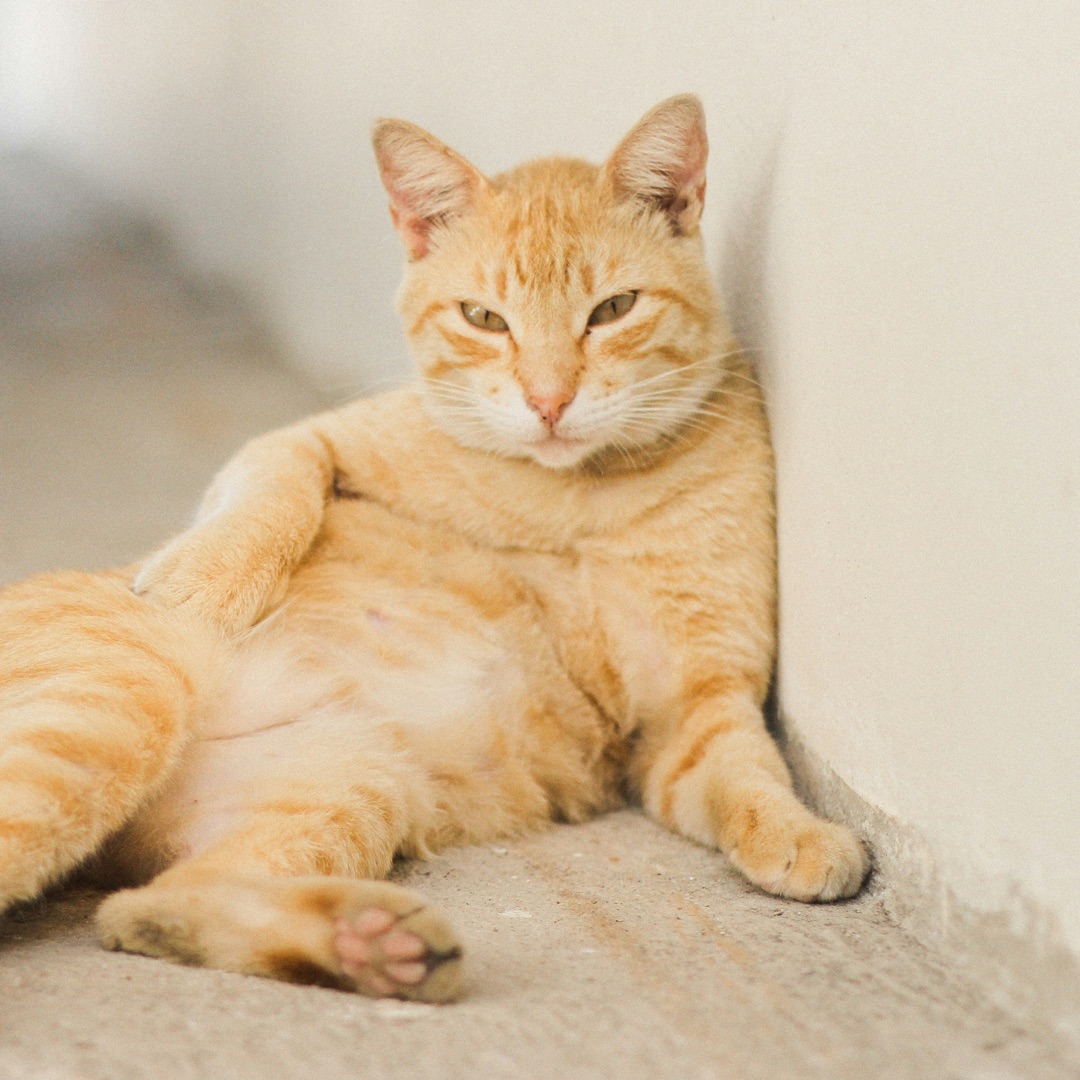 お腹を見せてゴロンと寝転がる愛猫