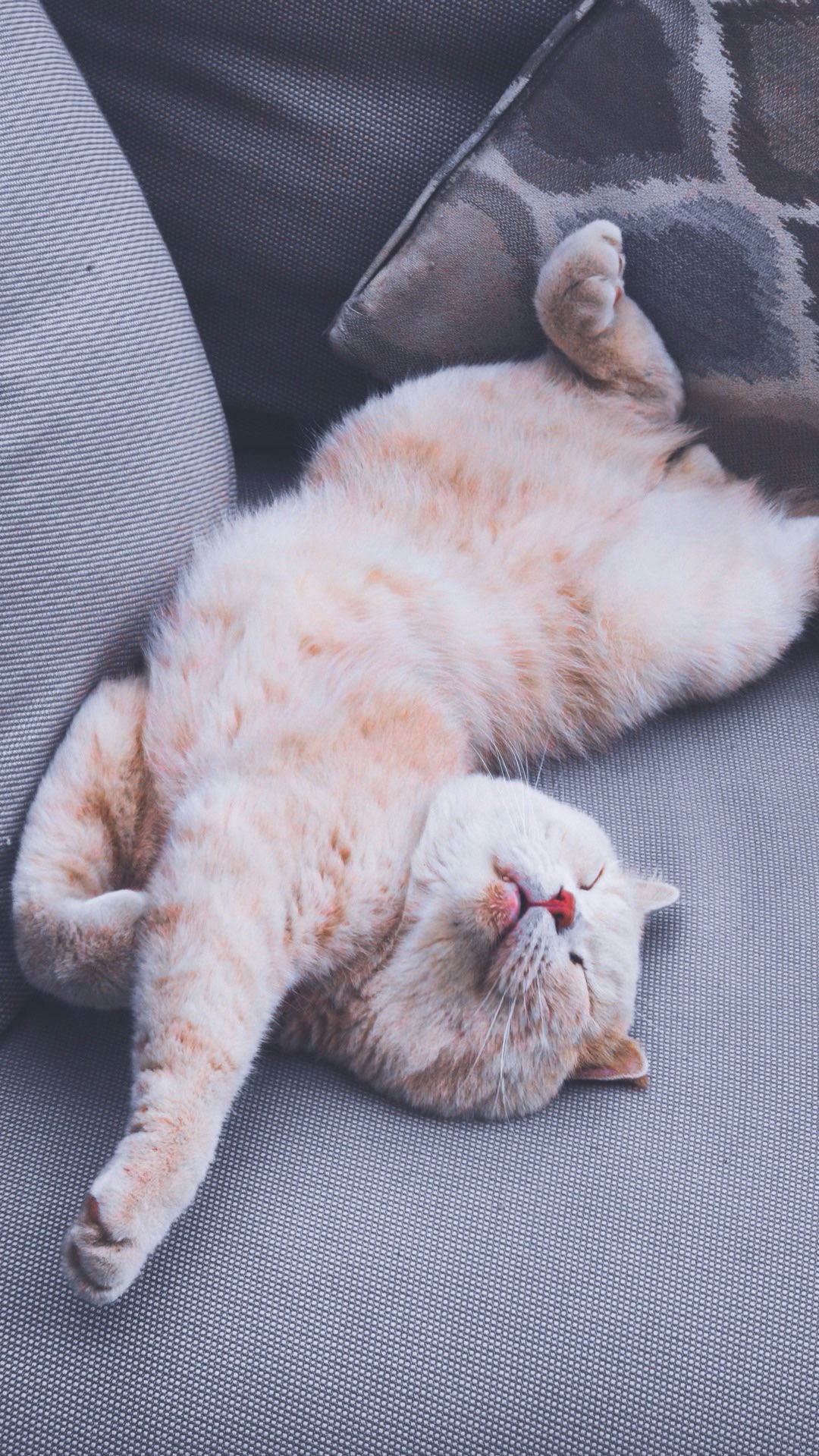 リラックスしてお腹を見せる愛猫