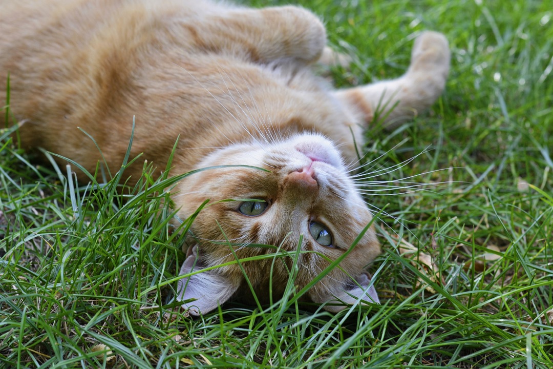 飼い主の手を見つめる愛猫