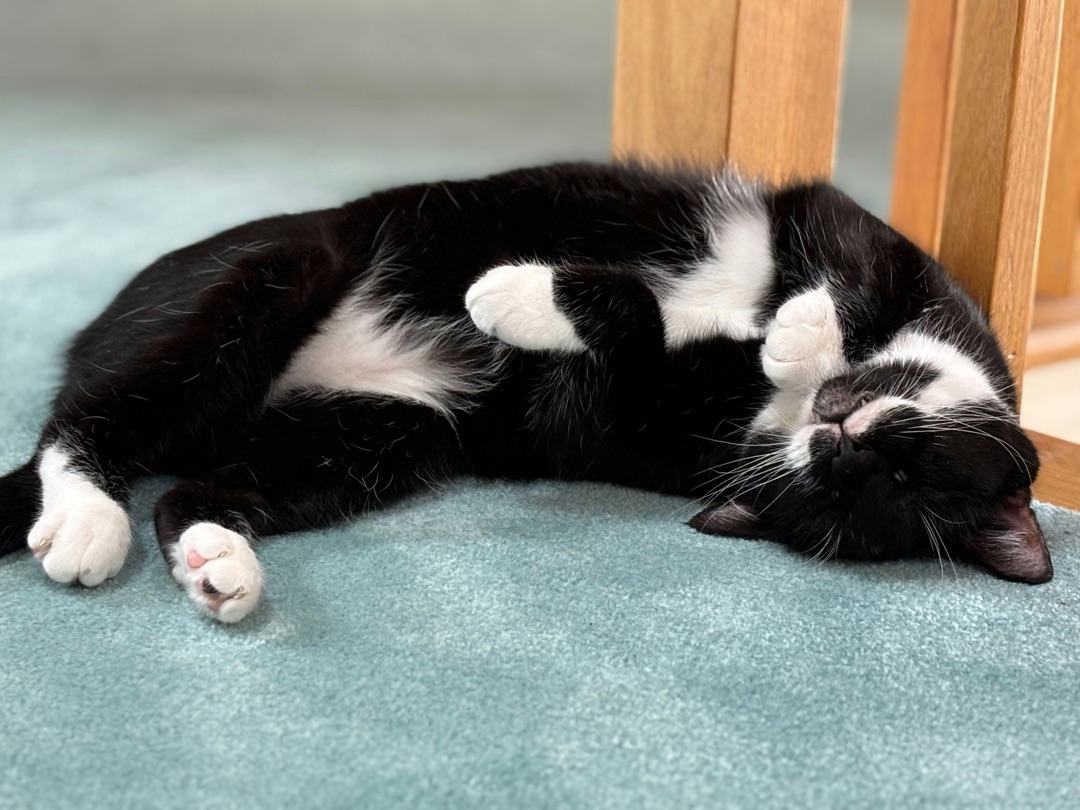 飼い主に撫でられて気持ちよさそうな愛猫