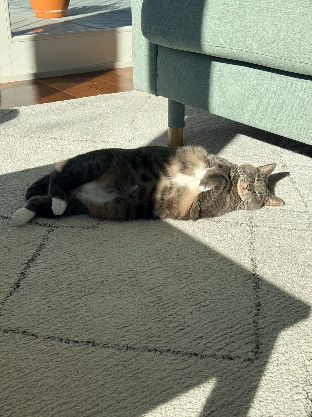 窓辺でくつろぐ愛猫