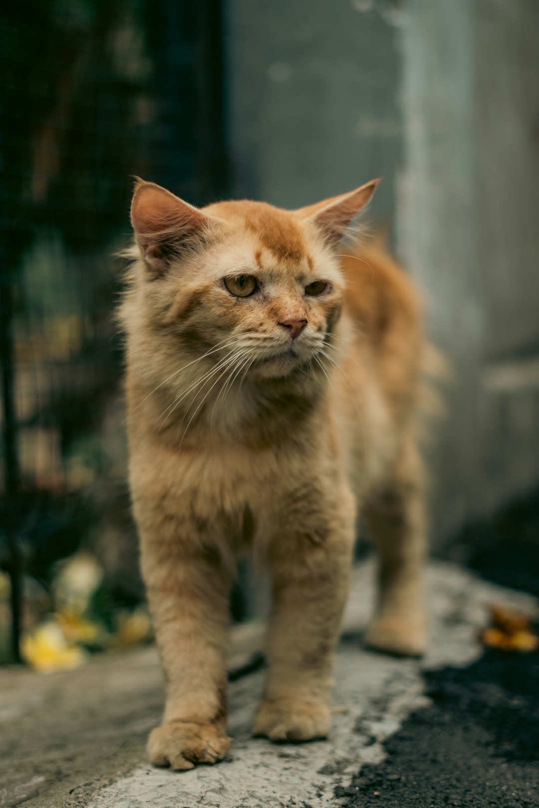窓辺でくつろぐシニア猫