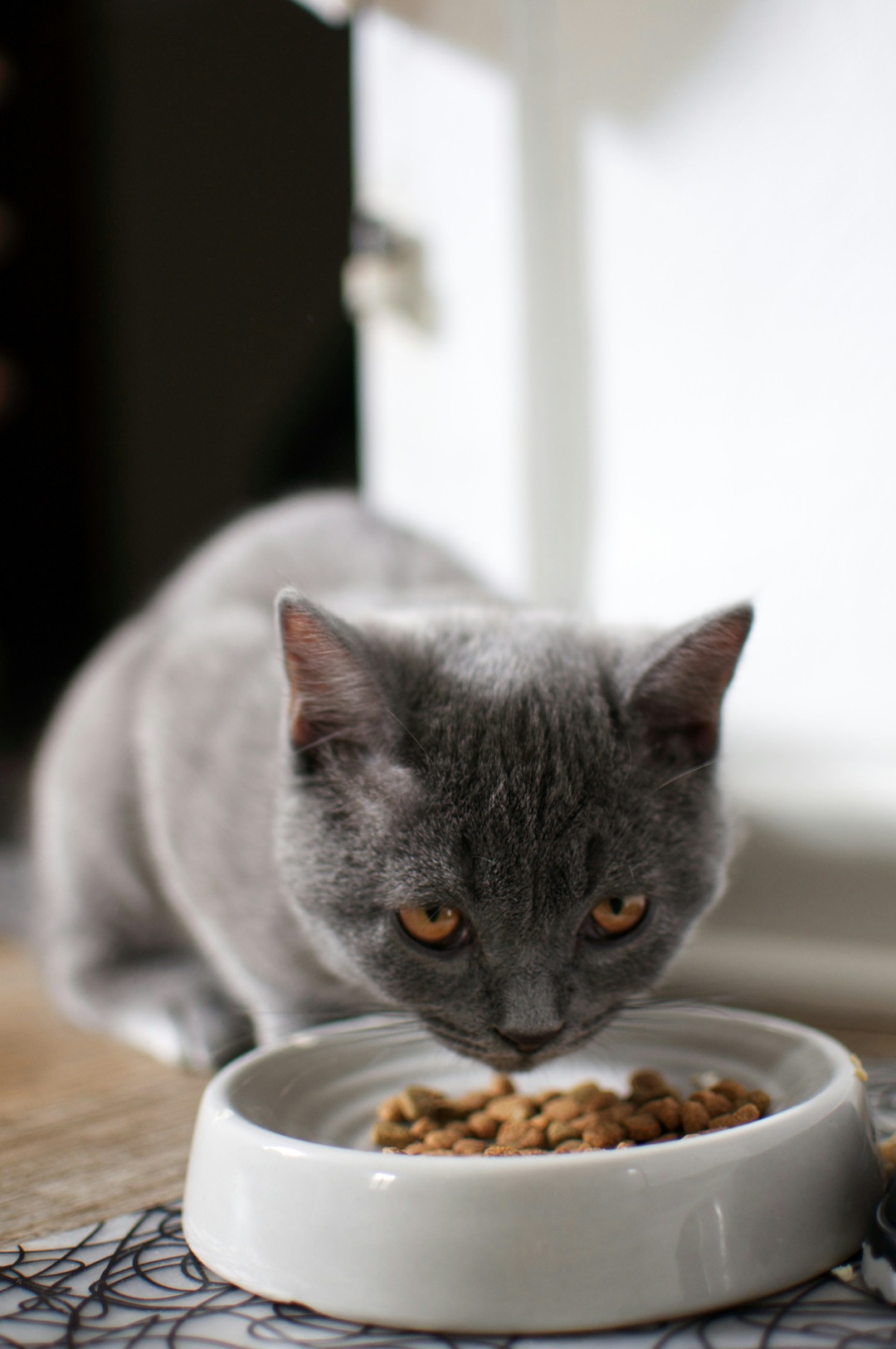 ごはんを食べるシニア猫