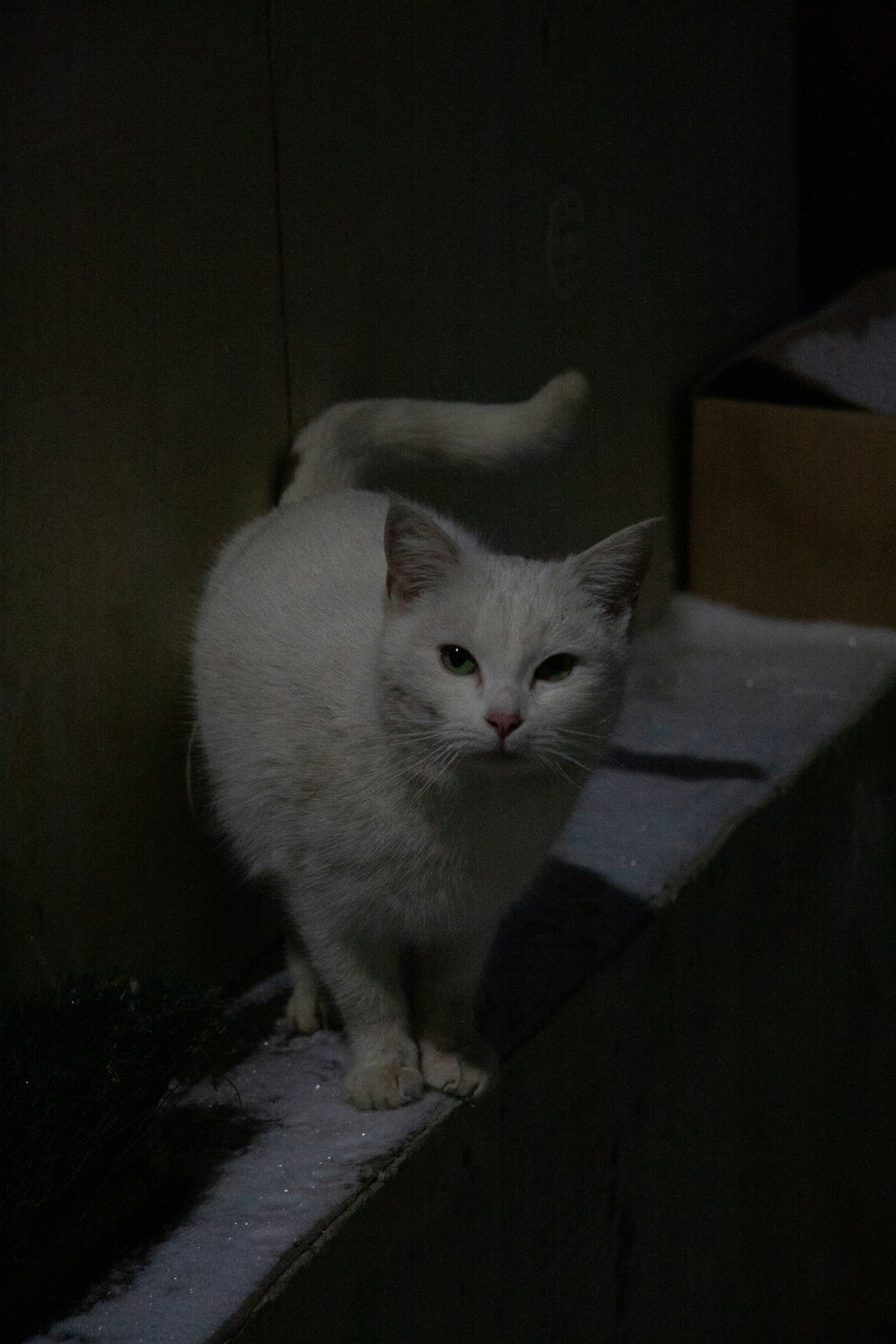 静かに佇むシニア猫