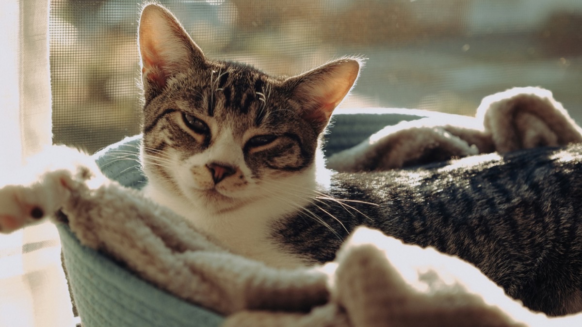 窓辺のベッドでくつろぐ愛猫